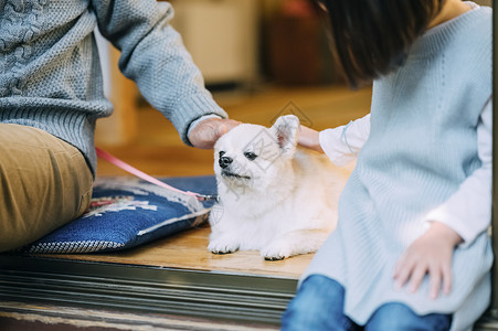 狗回家可爱的白色博美犬背景