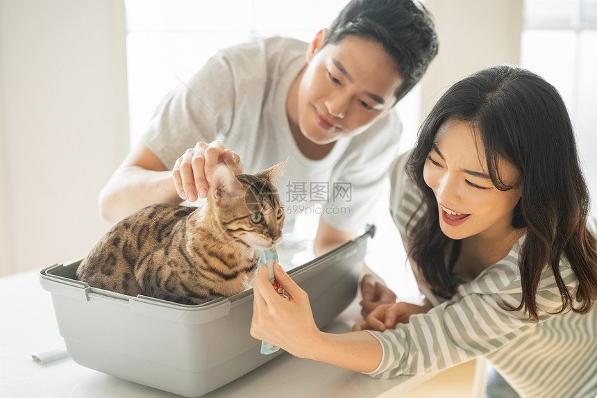 客厅在内猫夫妻宠物生活方式图片