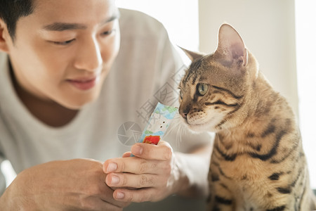 年轻男性喂养宠物猫高清图片