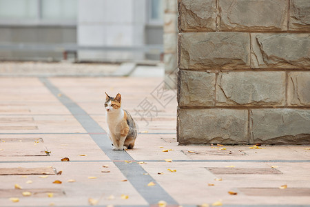 秋天的猫校园里的流浪猫背景