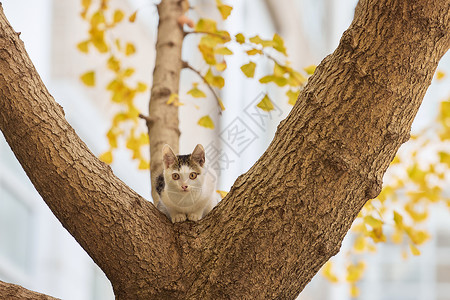 校园里的流浪猫图片