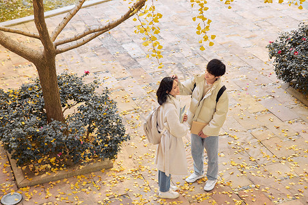 恋爱中情侣大学生在银杏树下恋爱背景