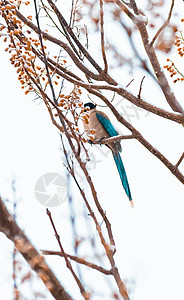 北方冬天下雪鸟在树枝上背景图片