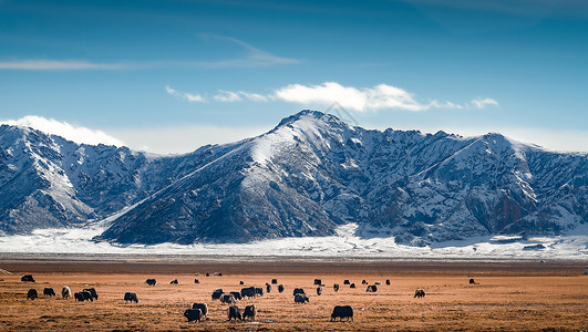 高原雪山和牦牛背景图片
