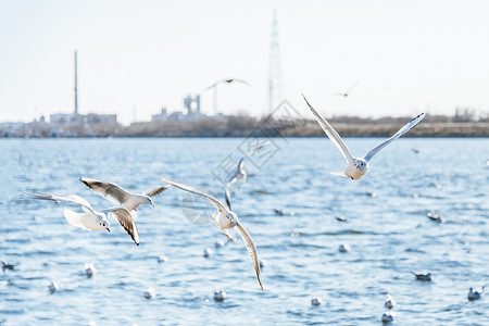 码头海面上成群飞翔的海鸥高清图片