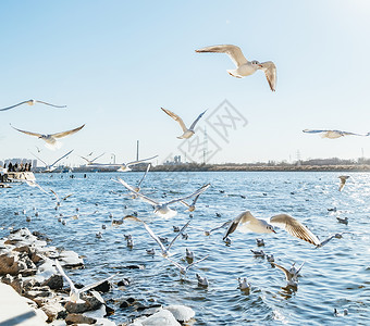 塘沽老码头成群飞翔的海鸥图片