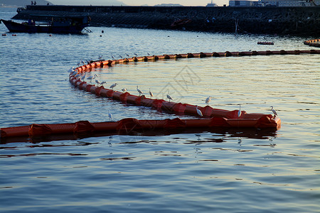 深圳海边浮筒上的海鸟背景图片