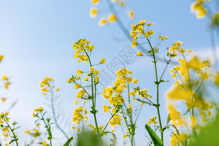 春天的油菜花背景图片