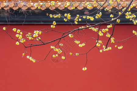 春季的花枝南京明孝陵红墙腊梅背景