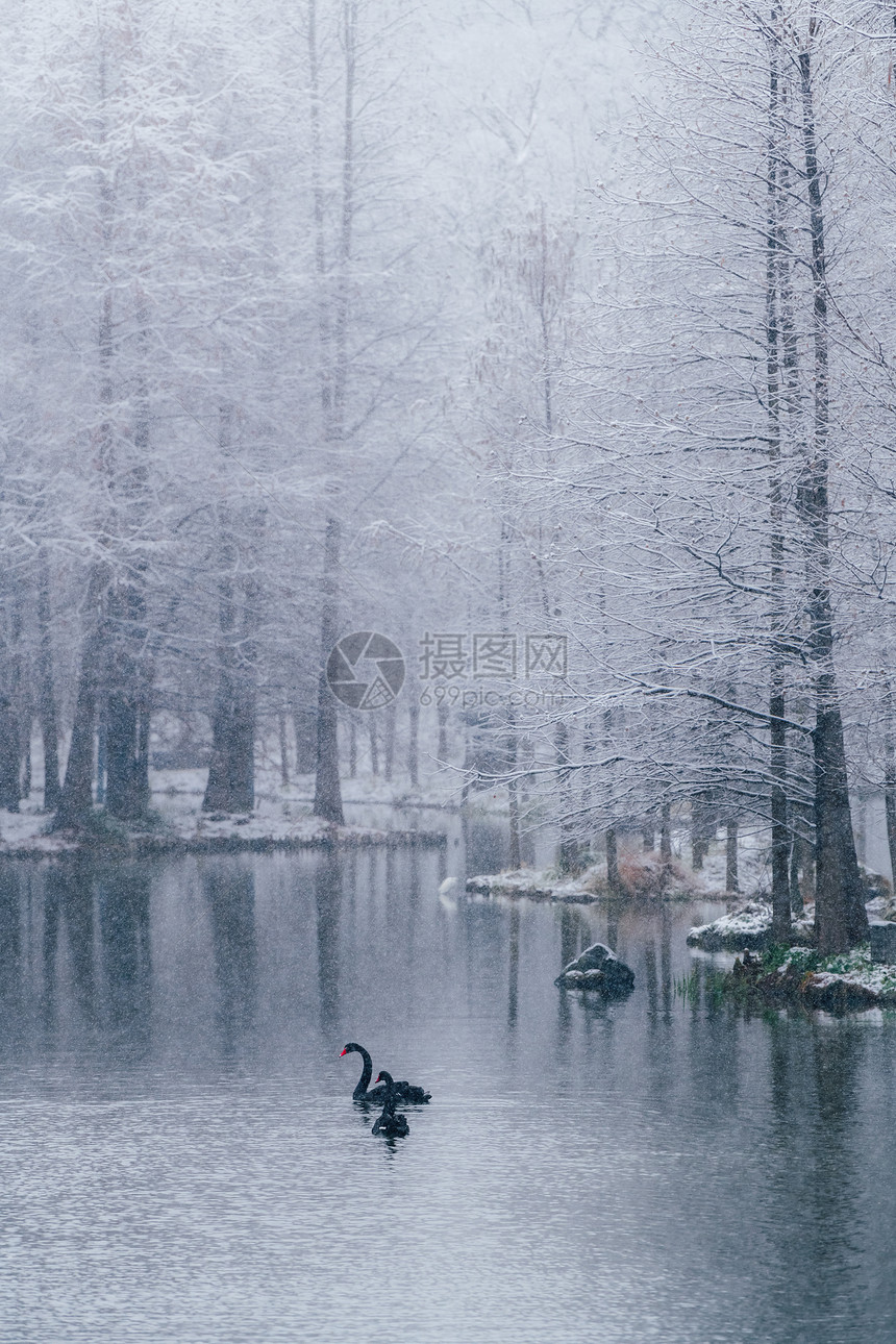 南京钟山燕雀湖雪景与天鹅图片