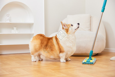 妨碍大扫除的宠物犬高清图片