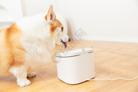 智能家庭生活宠物使用智能饮水机背景