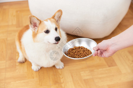 使用狗粮盆给宠物喂食图片