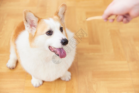 家庭训练给宠物犬吃零食背景