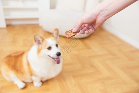 奖励饼干给宠物犬奖励零食背景