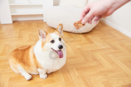 动物训练师给宠物犬吃奖励零食背景