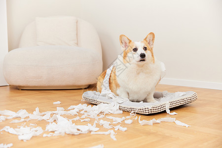 毒品破坏家庭宠物柯基犬在家撕咬纸巾背景