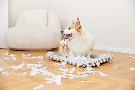 毒品破坏家庭宠物在家撕咬纸巾背景
