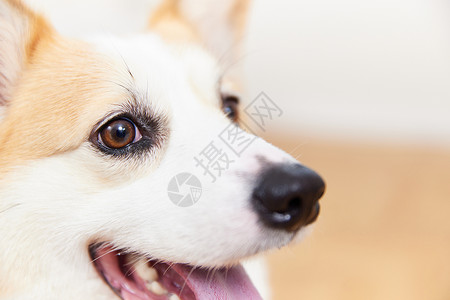 柯基犬局部特写背景图片