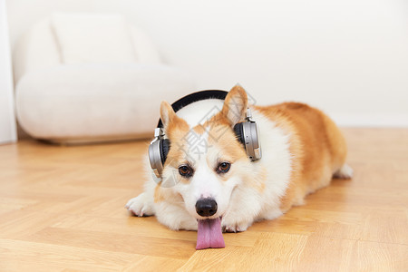 动物耳机素材戴着耳机的柯基犬背景