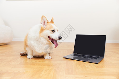监控类素材坐在笔记本电脑旁边的柯基犬背景