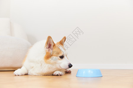 等待喂食的柯基犬背景图片