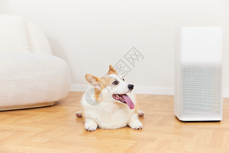 智能家居宠物摄像头智能家居空气净化器旁的柯基犬背景