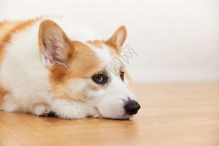 狗狗失落表情包独自在家表情失落的宠物犬背景