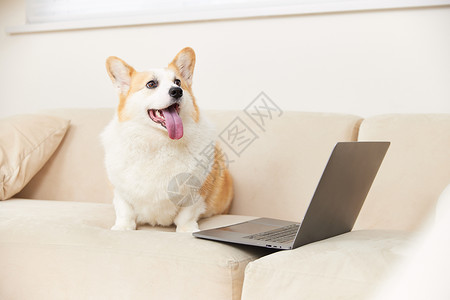 监控类素材坐在笔记本电脑旁边的柯基犬背景