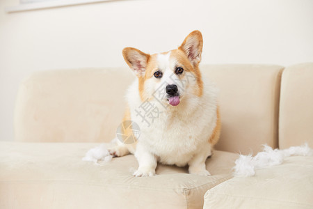 萌宠家字体设计宠物狗在家破坏沙发背景