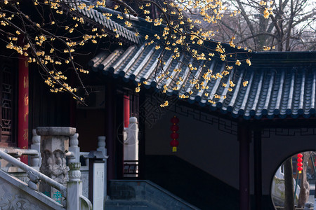 梅萨拱门南京5A级景区灵谷寺古建筑与蜡梅背景