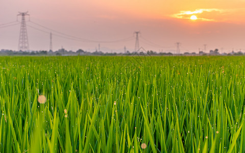 绿色稻田上空的夕阳图片