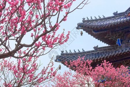 南京梅花山古建筑与红梅花背景图片