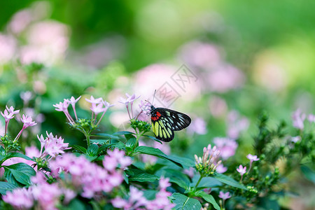 春天花朵上的蝴蝶背景图片