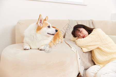 陪在主人身边的宠物犬高清图片