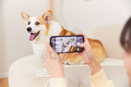 宠物视频使用手机给宠物狗拍照背景