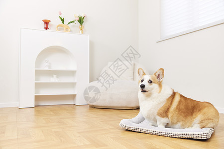 放置垫子躺在垫子上的宠物狗背景