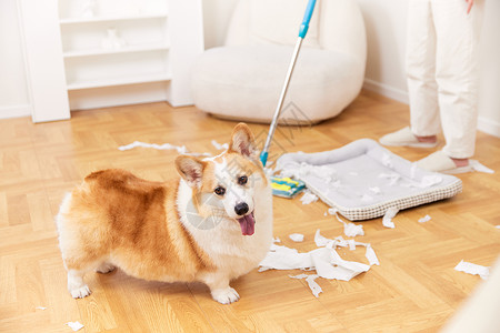 清理手机垃圾主人清理宠物犬制造的垃圾特写背景
