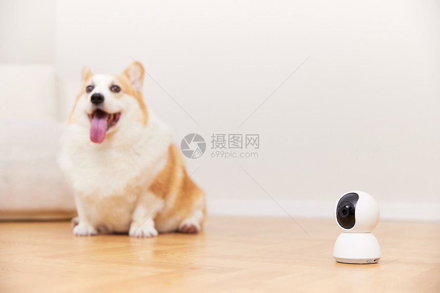 使用智能监控设备宠物摄像头图片