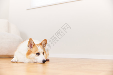 表情狗表情不开心的宠物犬背景