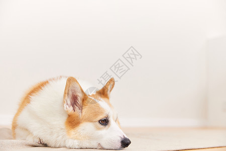 表情动物表情不开心的宠物犬背景