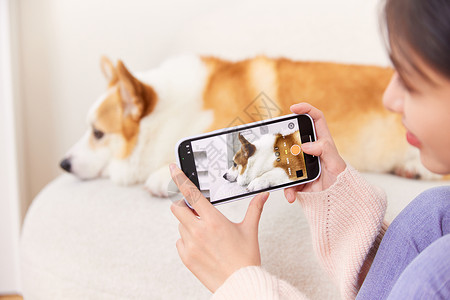 萌宠照片使用手机给宠物狗拍照背景