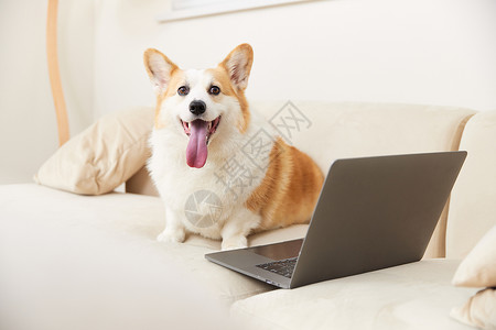 智能狗坐在笔记本电脑旁边的柯基犬背景