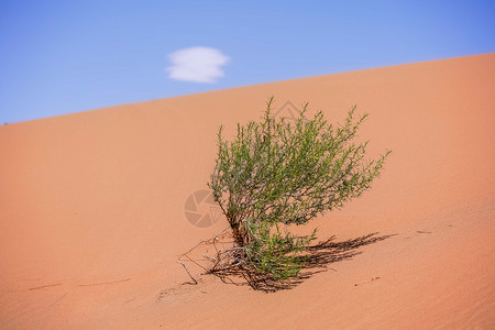 沙漠植物生态环境图片