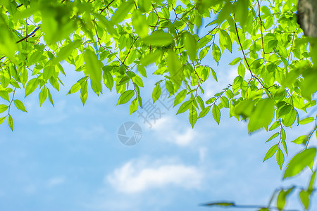 风中树叶素材春天美丽的蓝天下新生的树叶在风中摇曳背景