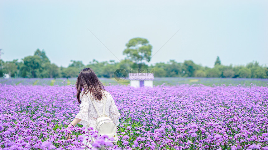 紫色花田里的女孩背影图片
