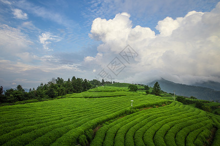 温州高楼茶园茶叶图片