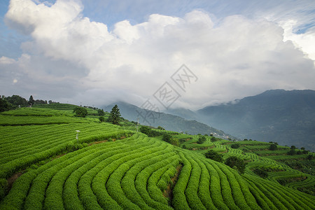 温州高楼茶园茶叶背景图片