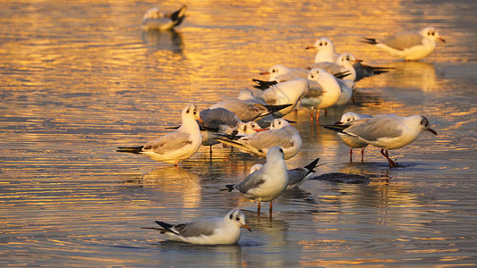 昆明滇池海埂公园红嘴鸥背景图片