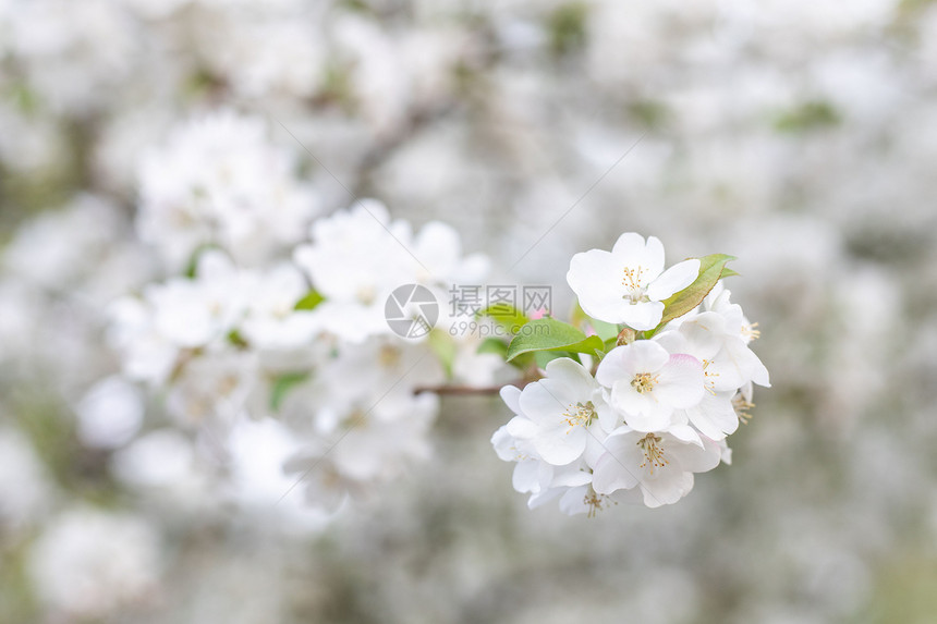 春天浪漫唯美的白色梨花图片